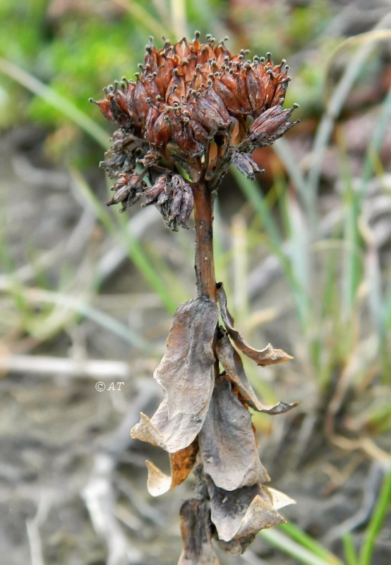 Изображение особи Rhodiola rosea.