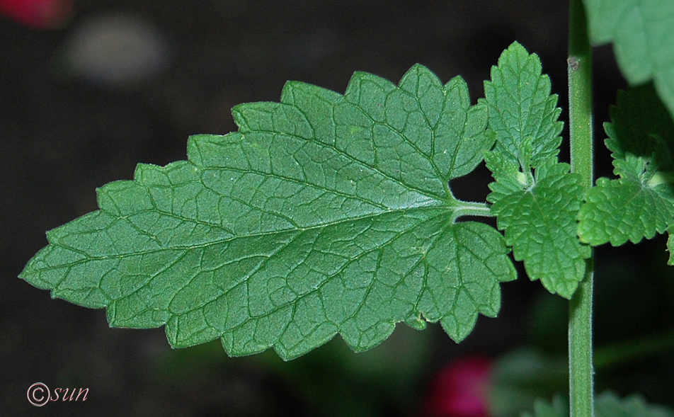 Изображение особи Nepeta cataria.