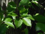 Populus suaveolens