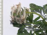 Corydalis teberdensis