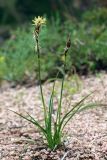 Carex turkestanica