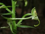 Platanthera chlorantha. Цветок. Крым, Байдарская долина, окр. с. Кизиловое, лиственный лес. 9 июня 2016 г.