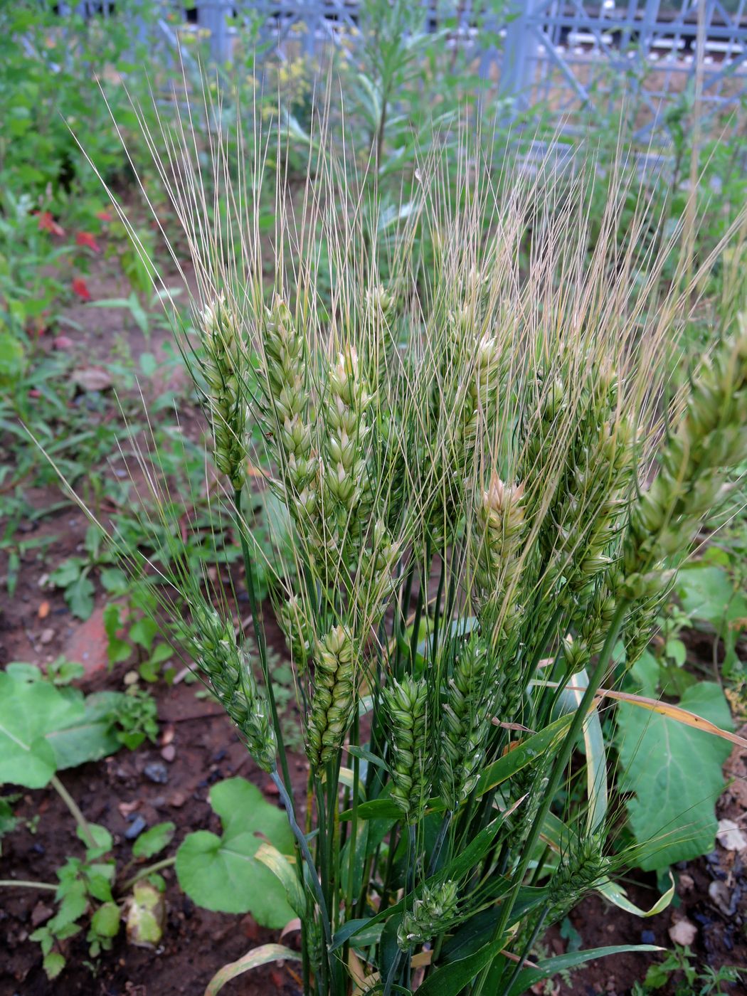 Изображение растения Triticum aestivum.
