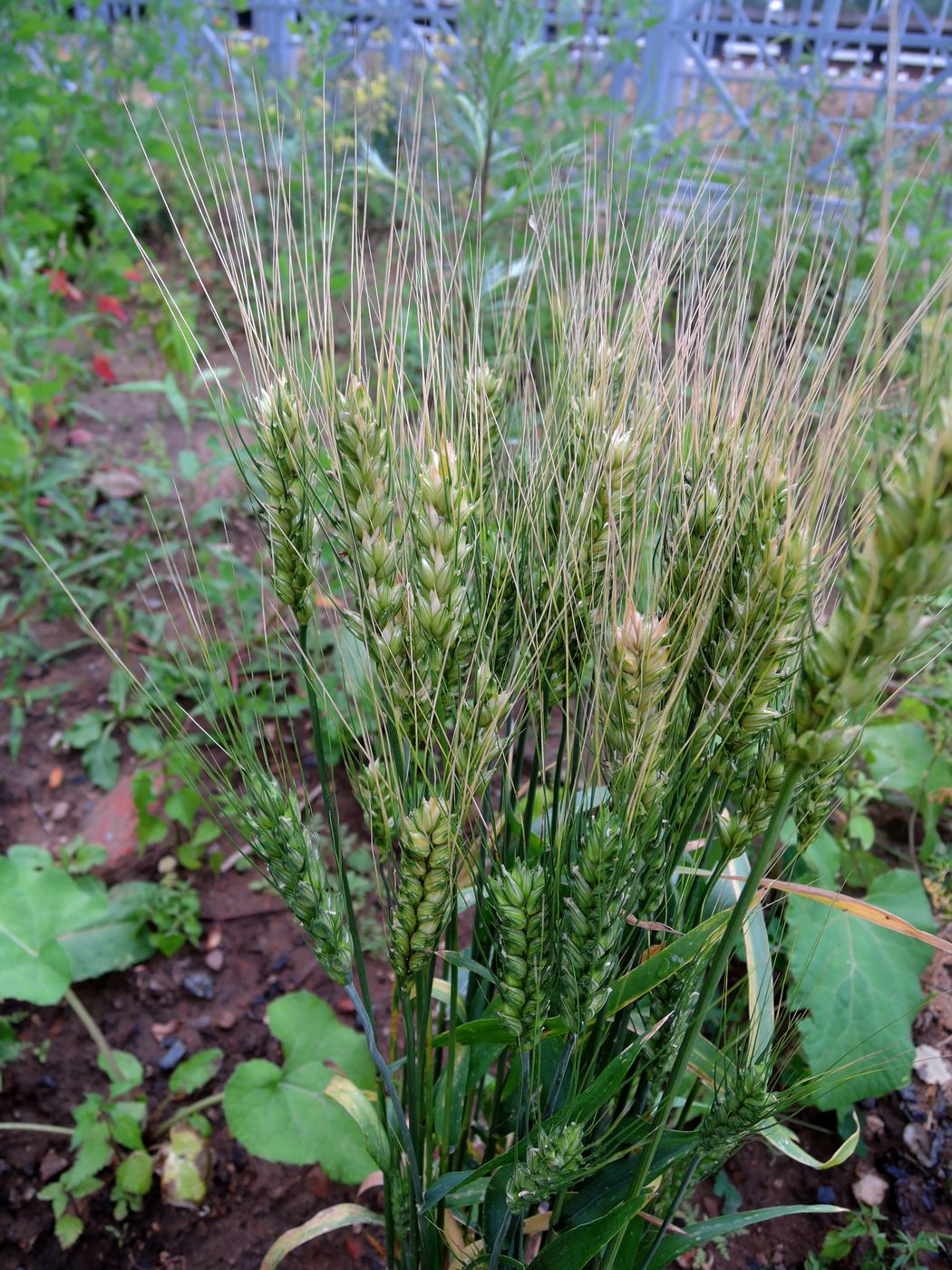 Image of Triticum aestivum specimen.