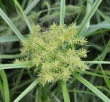 Cyperus esculentus