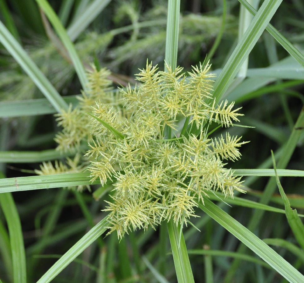 Изображение особи Cyperus esculentus.