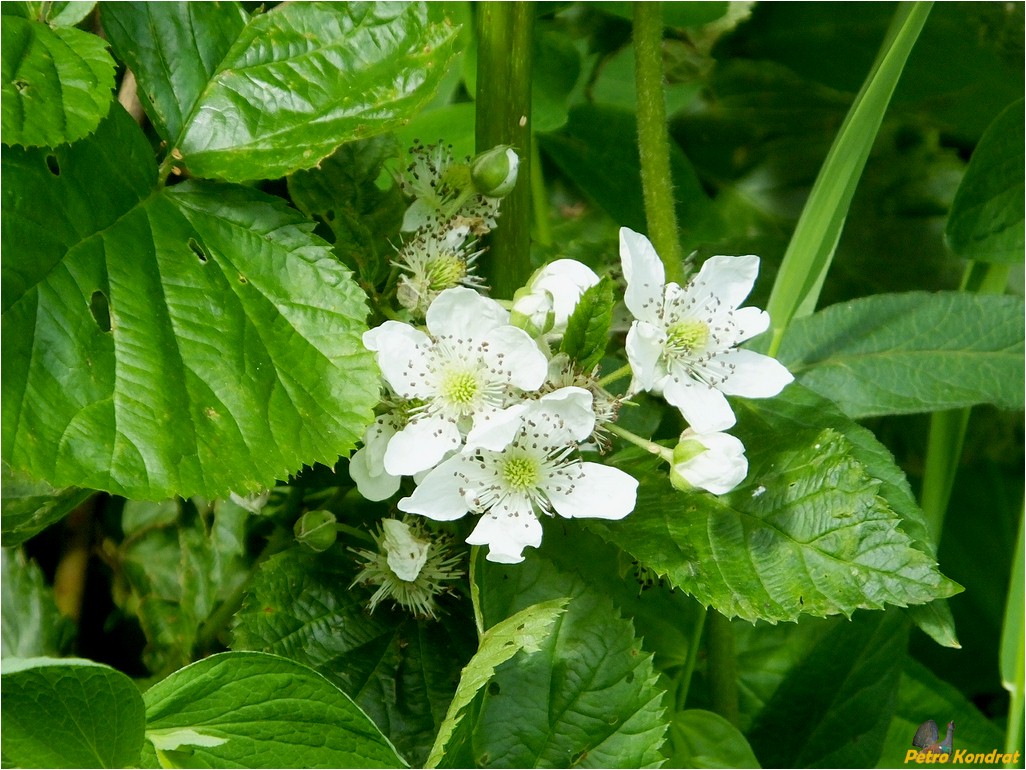 Изображение особи Rubus nessensis.