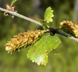 Betula divaricata. Соплодие и лист. Якутия, Мегино-Кангаласский улус, заболоченность на надпойменной террасе. Начало августа.