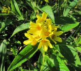 Lysimachia vulgaris