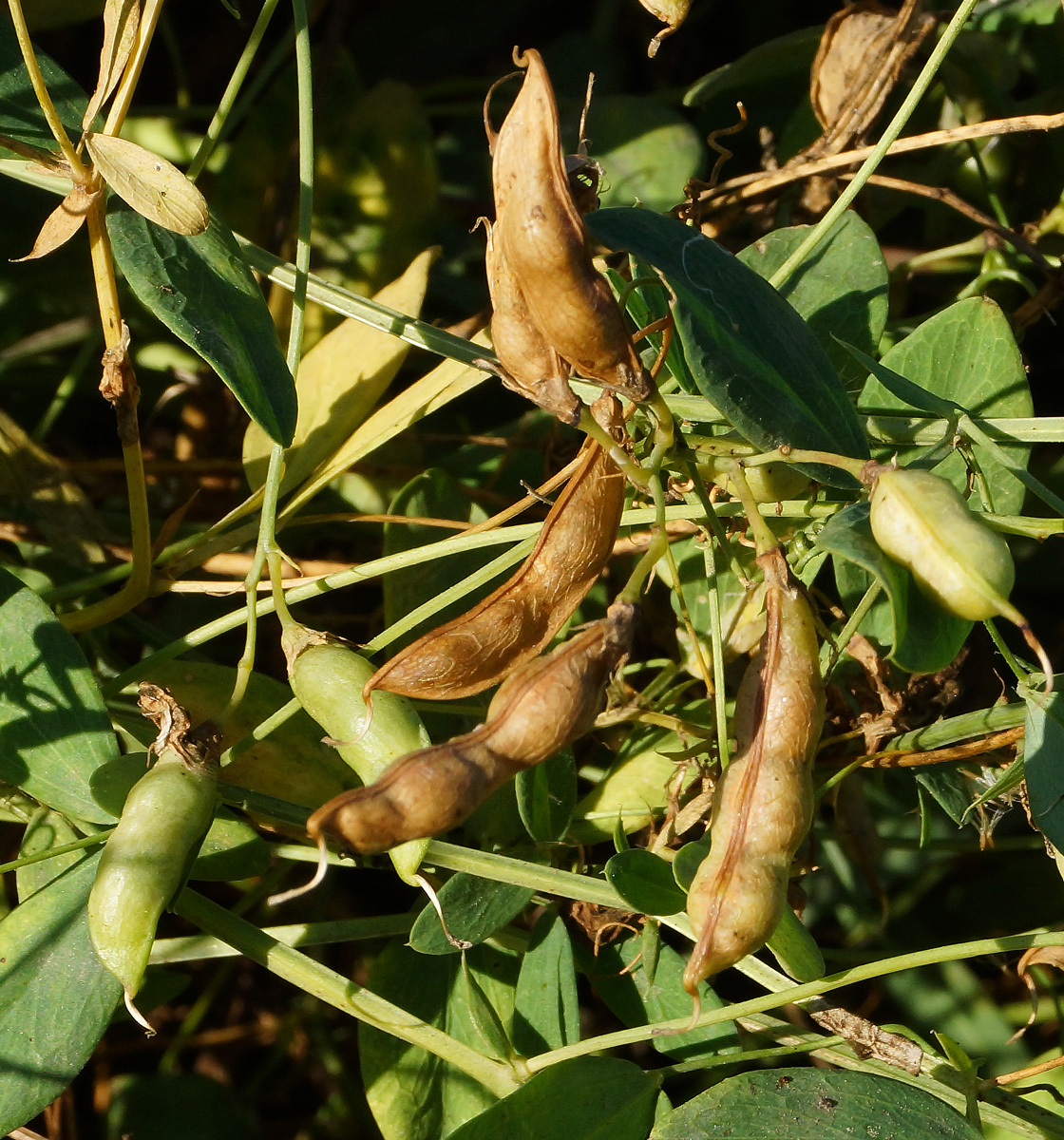 Изображение особи Lathyrus tuberosus.