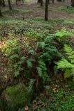 Polypodium vulgare