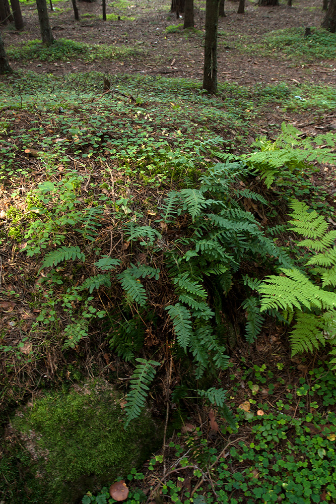 Изображение особи Polypodium vulgare.