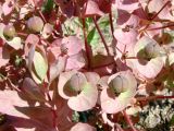 Euphorbia ferganensis