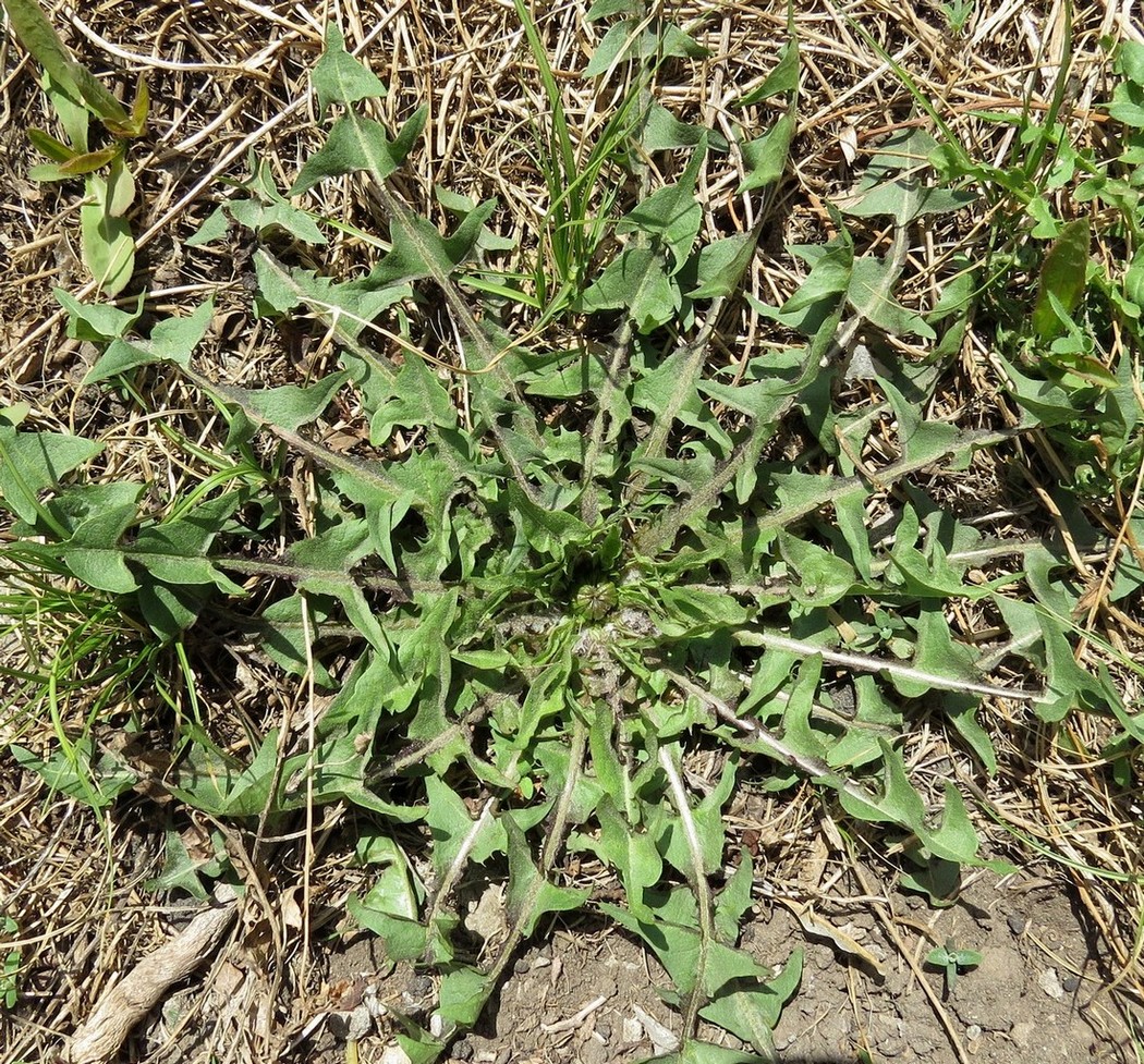 Изображение особи Taraxacum officinale.