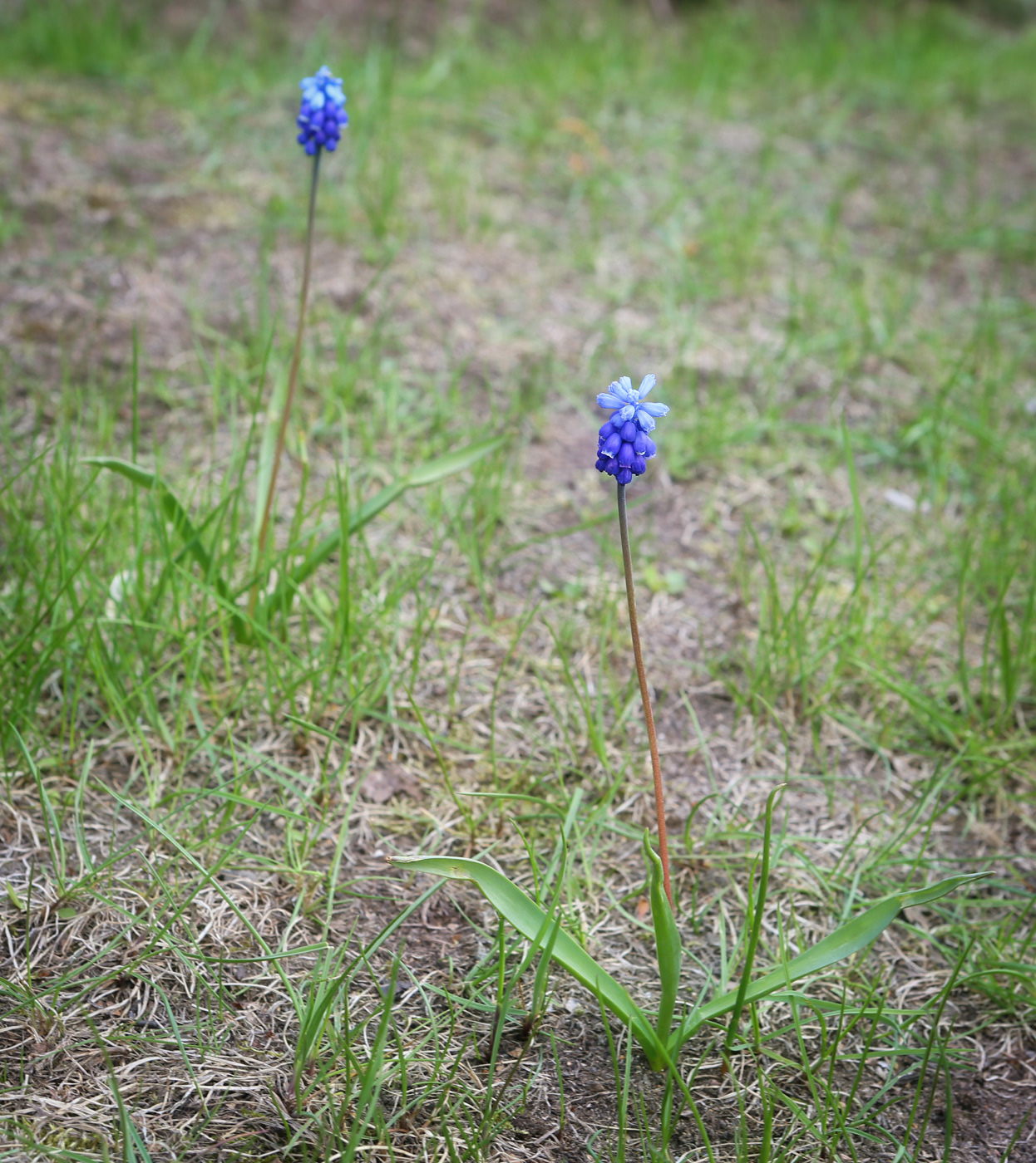 Изображение особи род Muscari.