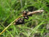 Carex halleriana