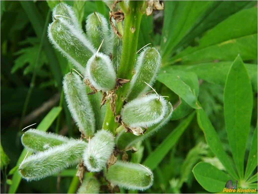 Изображение особи Lupinus polyphyllus.