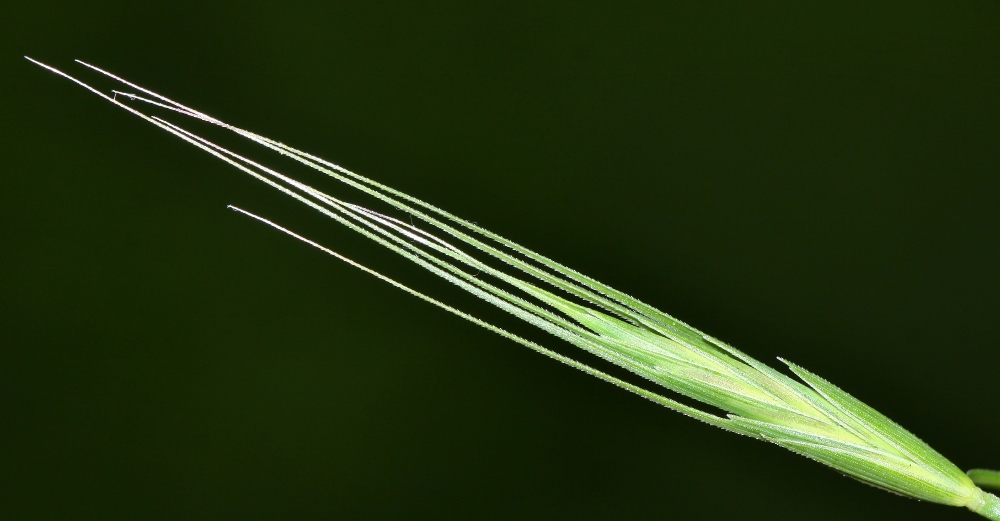 Изображение особи Elymus ciliaris.