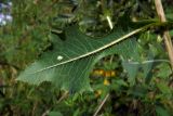 Lactuca serriola