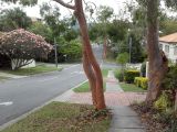 Angophora costata