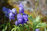 Aconitum delphiniifolium