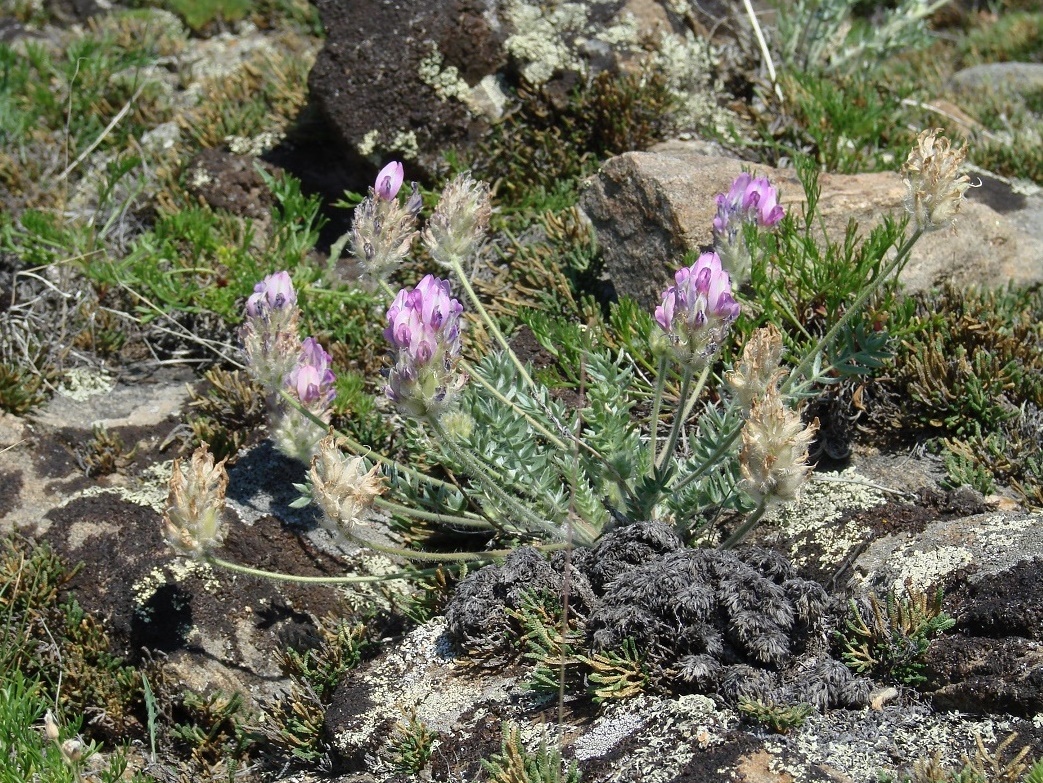 Изображение особи Oxytropis turczaninovii.