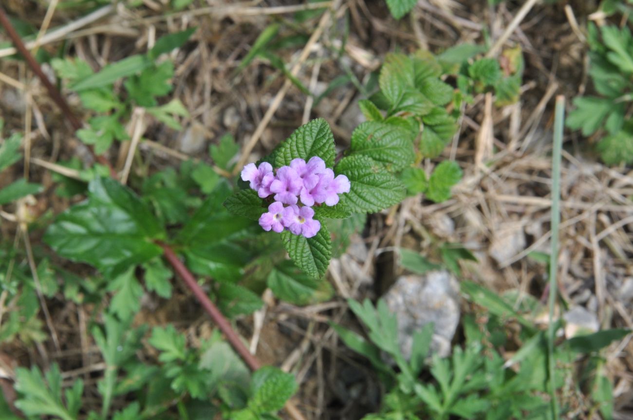 Изображение особи Lantana montevidensis.