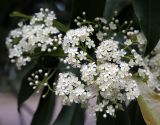 Photinia serratifolia