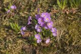 Primula amoena