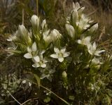 Gentianella promethea. Цветущее растение. Кабардино-Балкария, северный склон Эльбруса, урочище Аэродром, выс. ок. 2850 м н.у.м. 12.09.2011.