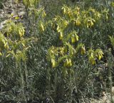 Onosma taurica. Цветущие растения. Горный Крым, гора Южная Демерджи. 21.06.2009.