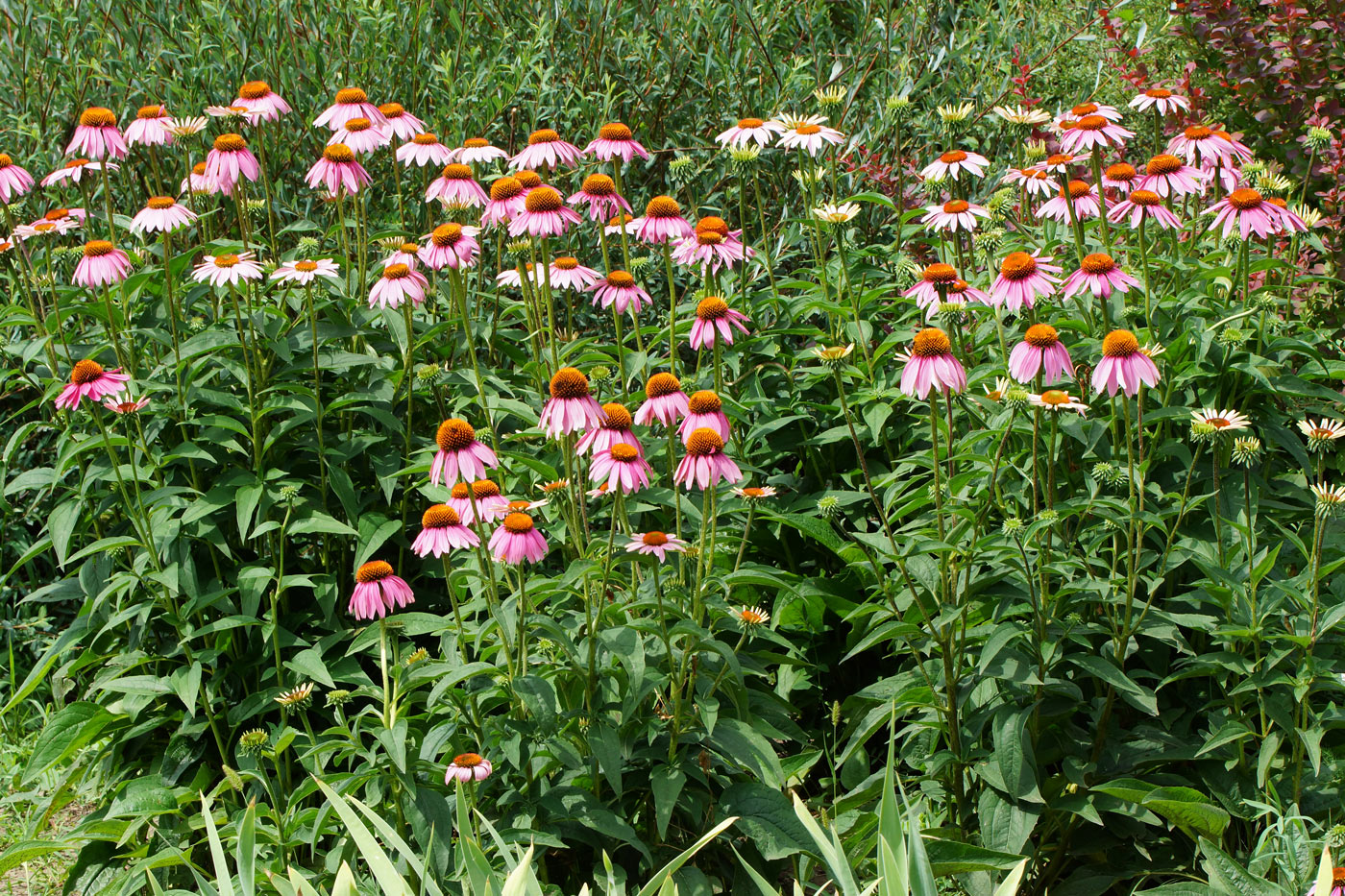 Изображение особи Echinacea purpurea.