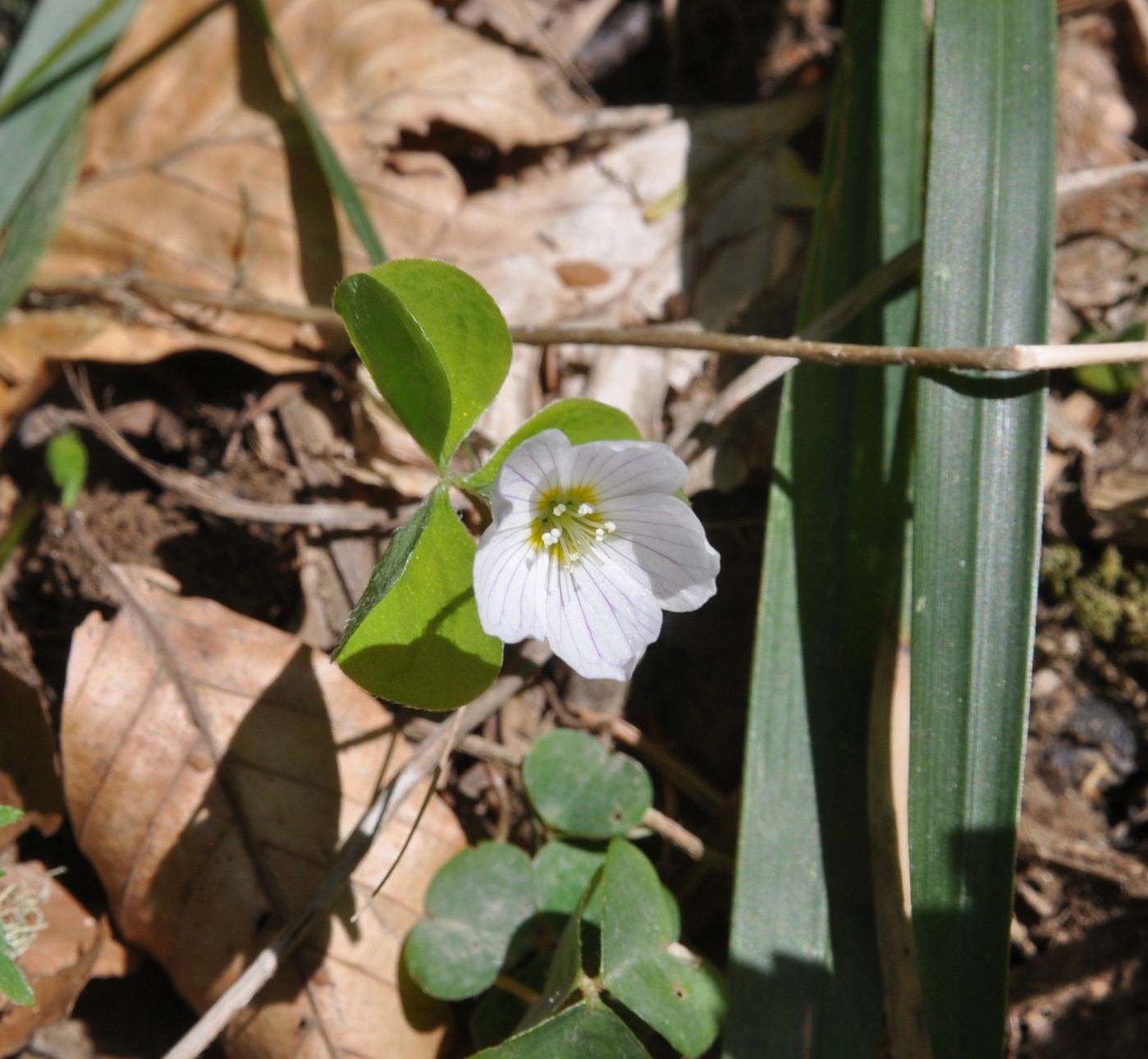 Изображение особи Oxalis acetosella.