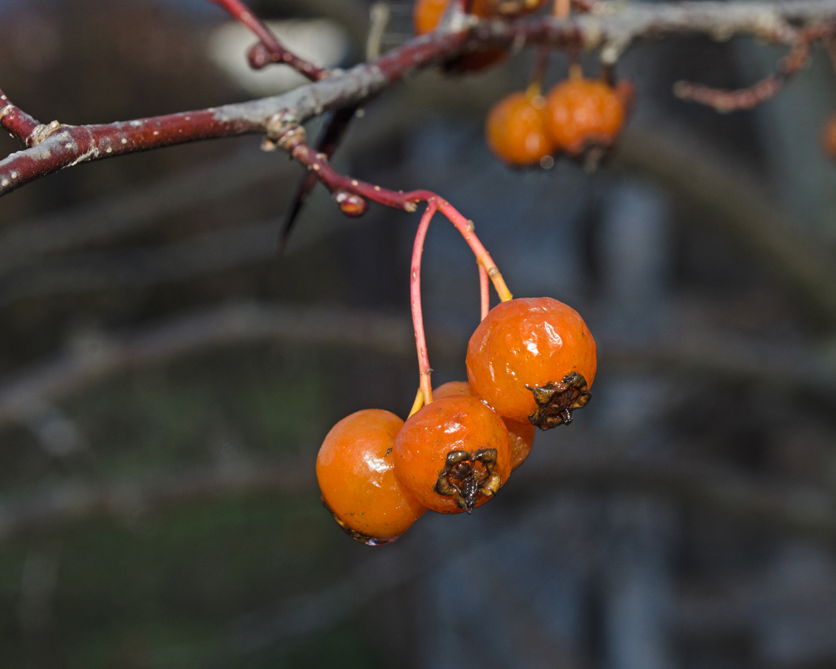 Изображение особи род Crataegus.