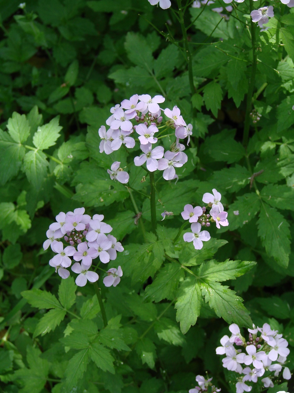 Изображение особи Cardamine macrophylla.