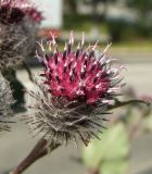 Arctium tomentosum. Соцветие. Магаданская обл., г. Магадан, на газоне. 02.08.2018.