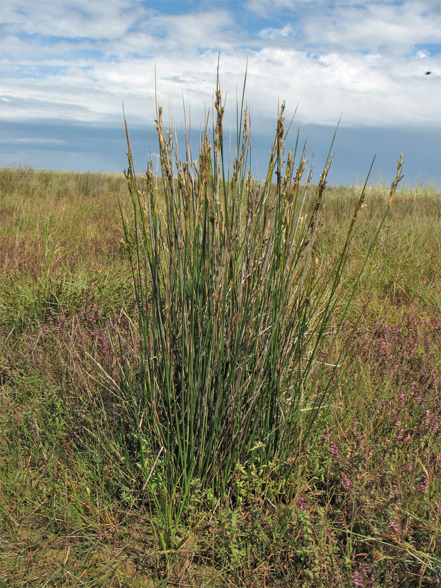 Изображение особи Juncus maritimus.