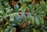 Tribulus terrestris