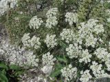 Heracleum grandiflorum