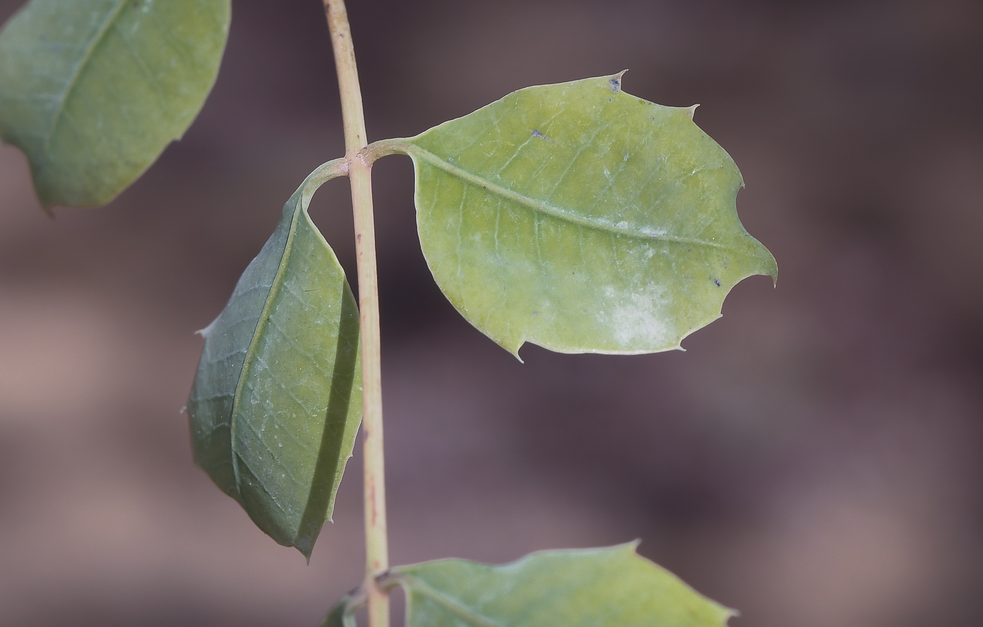 Изображение особи Sclerocarya birrea.