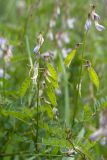 Vicia sylvatica