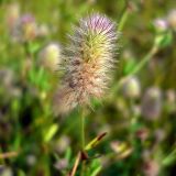 Trifolium arvense