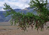 Larix sibirica