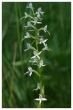 Platanthera bifolia. Соцветие. Республика Татарстан, Агрызский р-н. 23.06.2010.