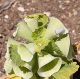 Moluccella laevis