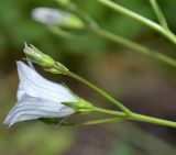 Campanula patula