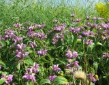 Phlomis taurica