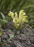 genus Scutellaria