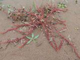 Rumex ucranicus. Цветущее и плодоносящее растение. Ульяновск, Заволжский р-н, Куйбышевское водохранилище, обнажившийся после схода воды песчаный пляж. 11.10.2021.