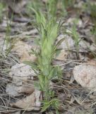 Lathyrus pratensis